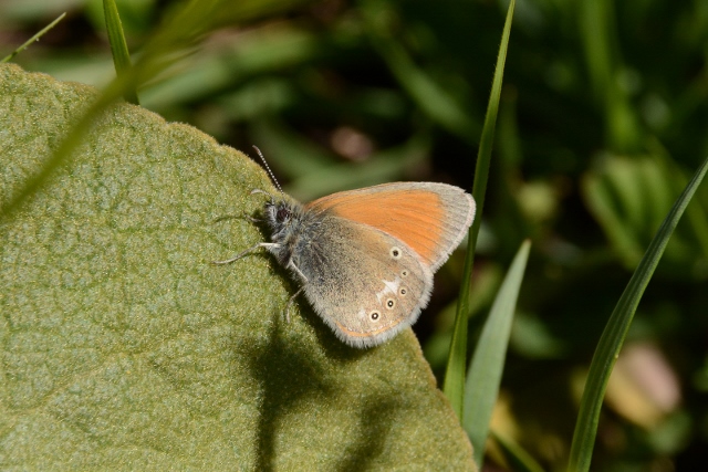 Coenonympha glycerion? S